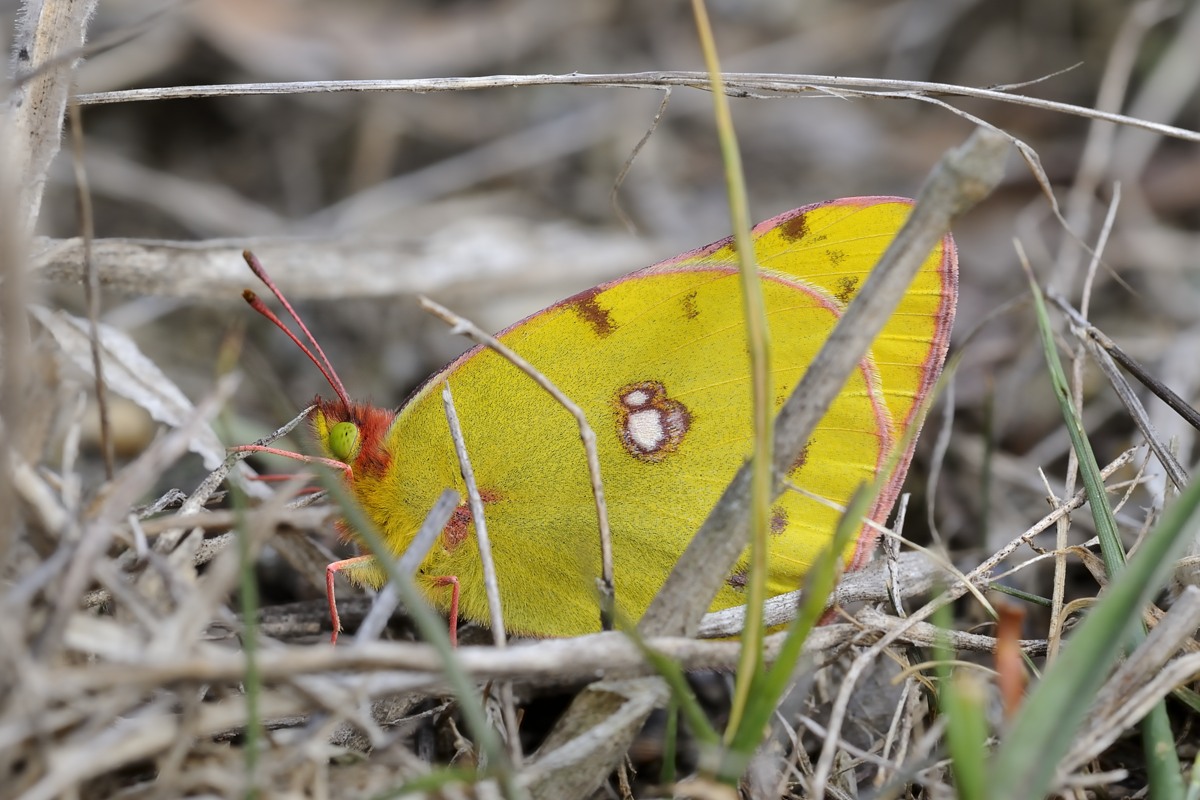 Coljas crocea?